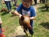 poule-4